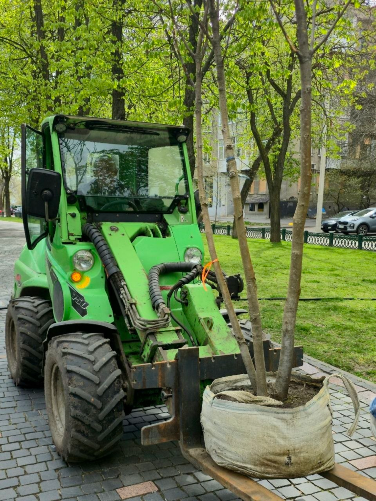 У сквері Незалежності комунальники висаджують нові дерева (фото)
