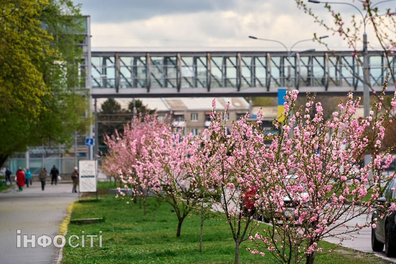 У Харкові цвіте сакура (фото)