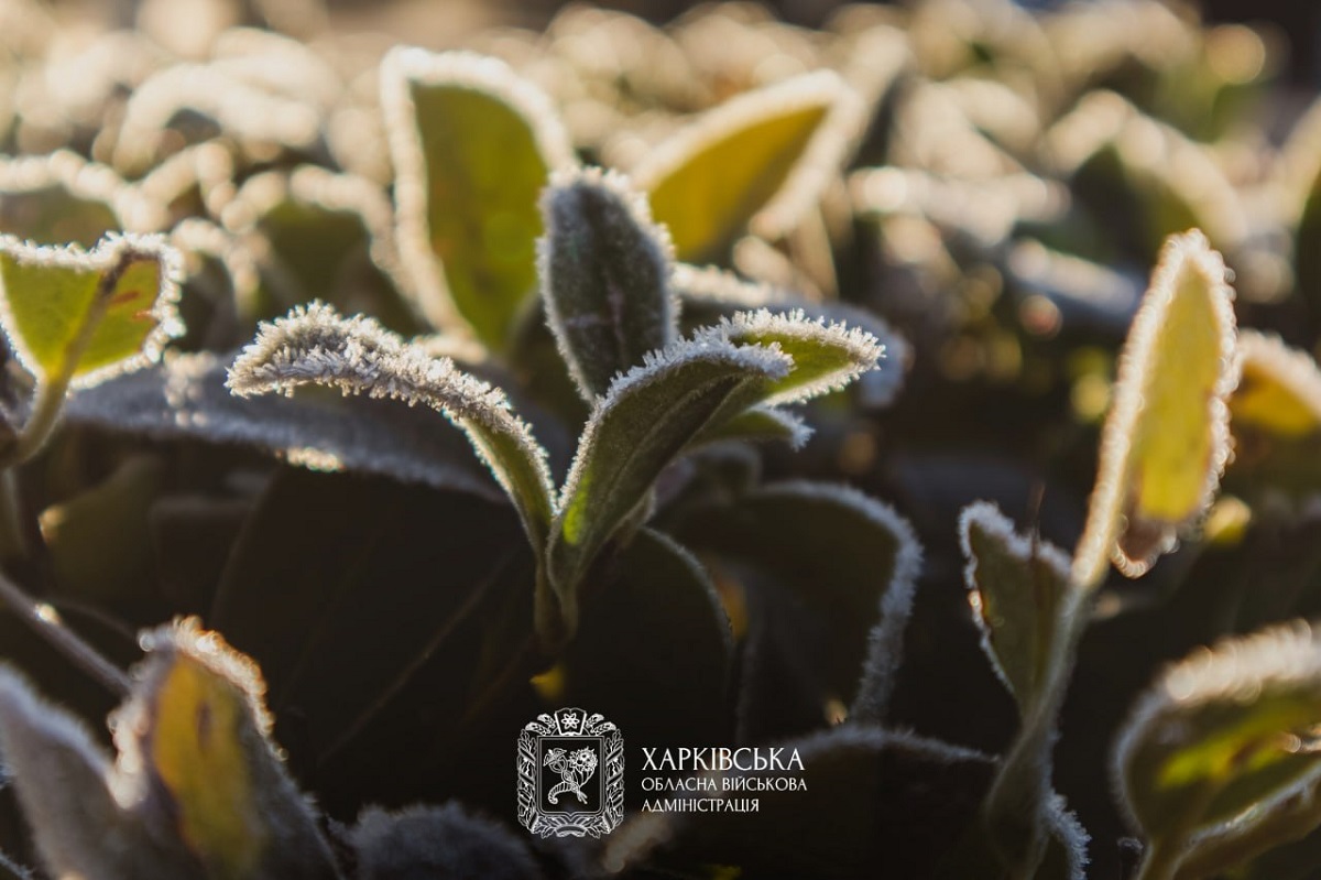 На Харківщині очікується подальше похолодання