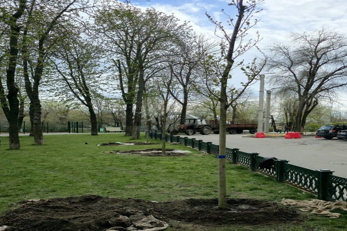 У сквері Незалежності комунальники висаджують нові дерева (фото)