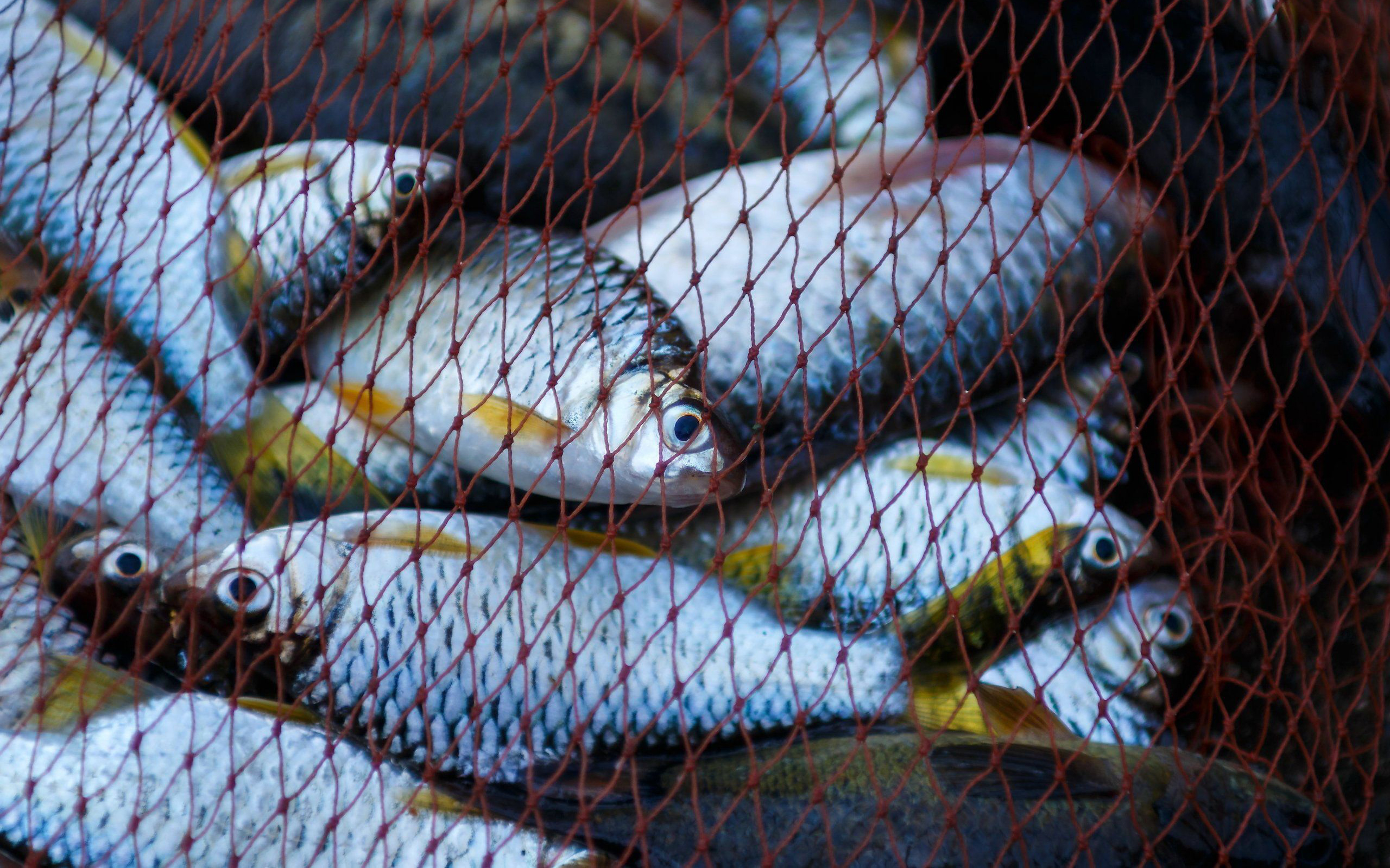 Підсумки роботи Харківського рибоохоронного патруля за березень