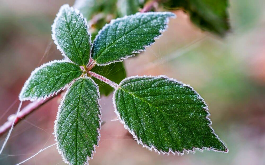 На Харківщині прогнозують нічні заморозки
