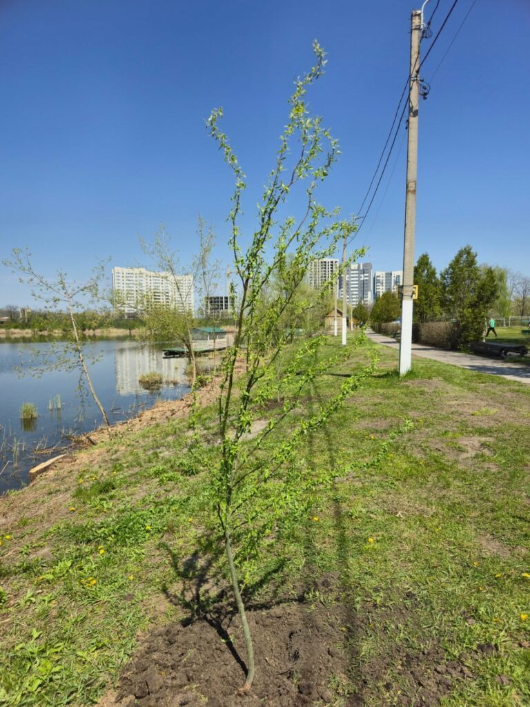 Озеленення Харкова триває (фото)
