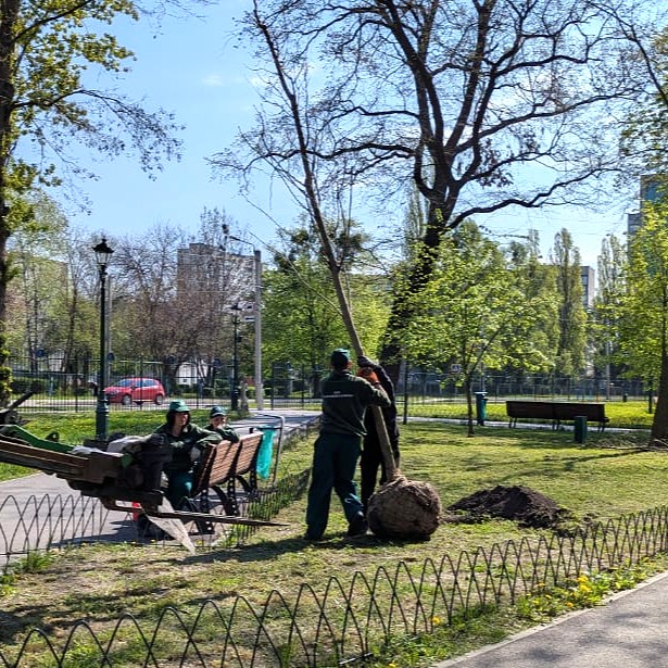 Озеленення Харкова триває (фото)