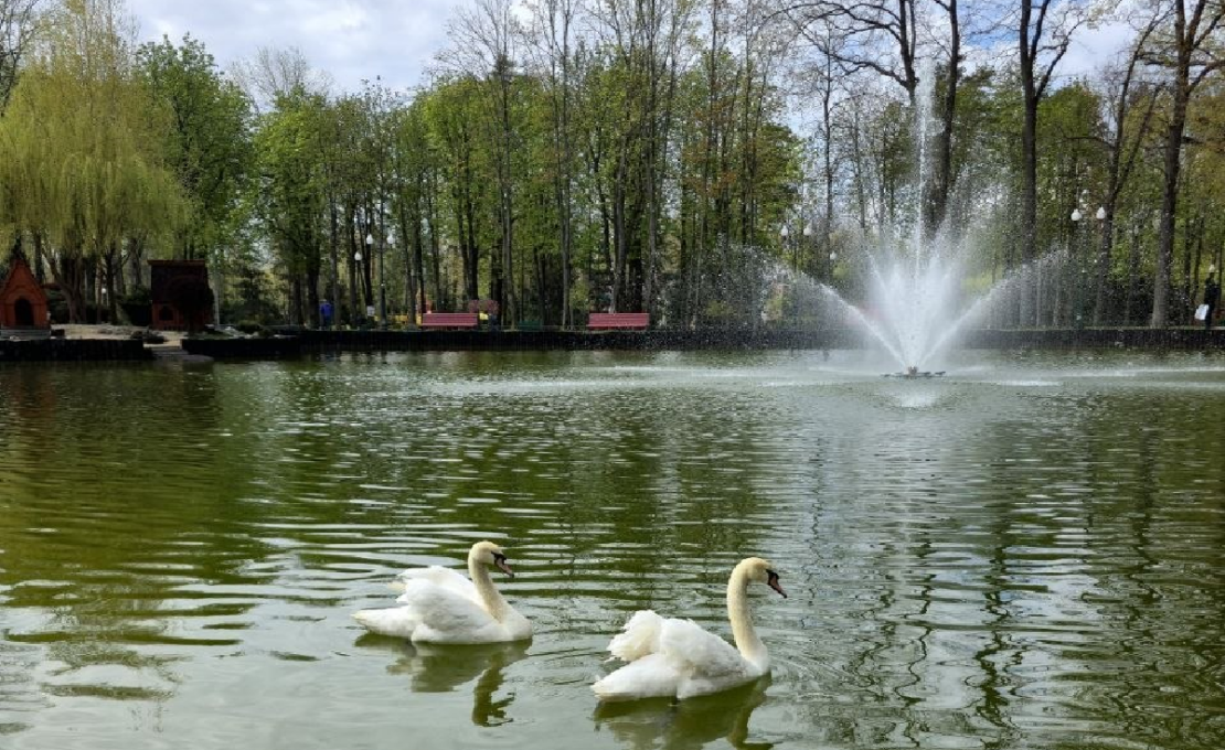 На озеро у Центральному парку повернулися лебеді (фото)