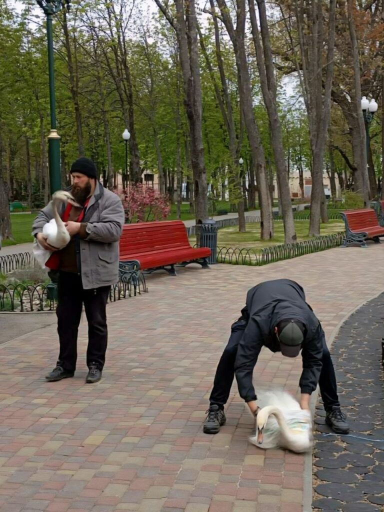 На озеро у Центральному парку повернулися лебеді (фото)