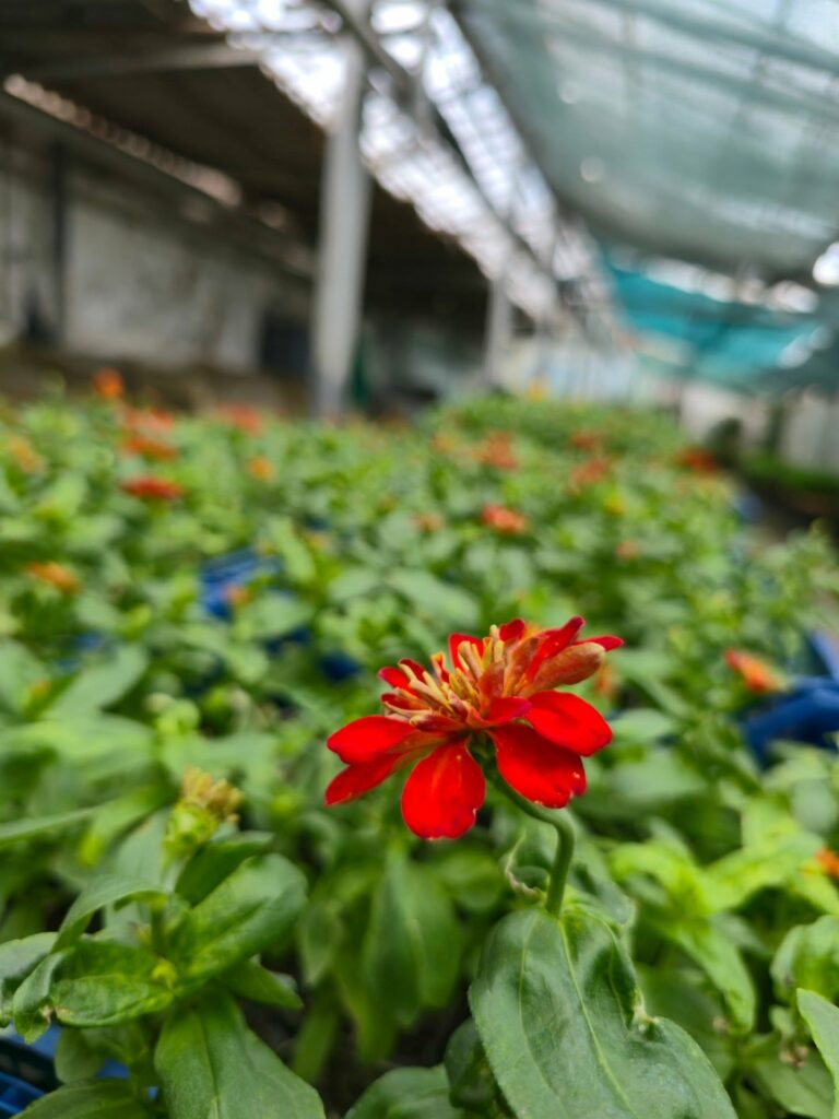 У Харкові розпочинається сезонне оновлення квітників (фото)