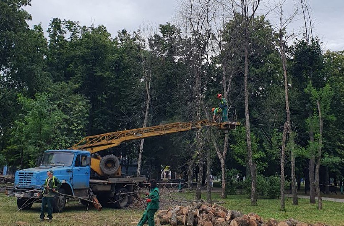 На бульварі Юр’єва у Харкові зрізають аварійні дерева (фото)
