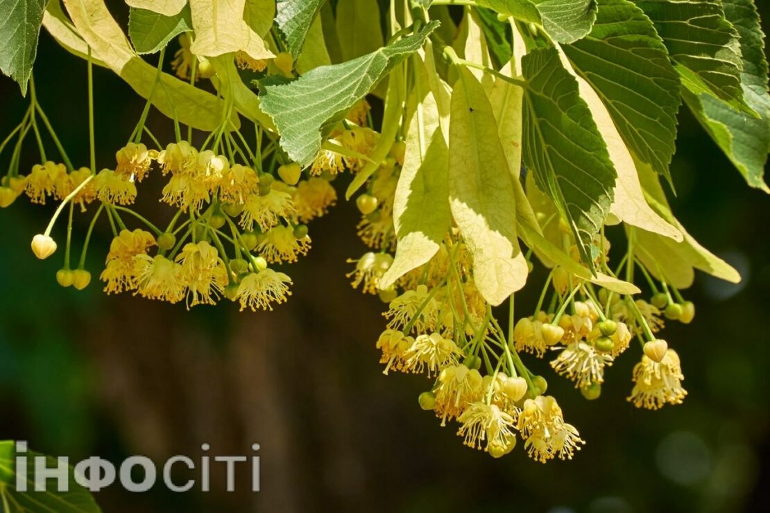 У Харкові розпочався період цвітіння липи (фото)