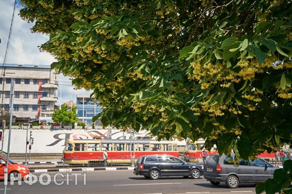 У Харкові розпочався період цвітіння липи (фото)