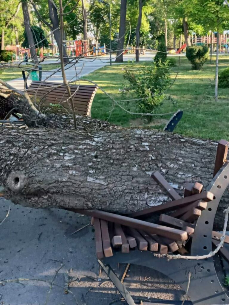 У Харкові в Молодіжному парку вночі впало велике дерево (фото)