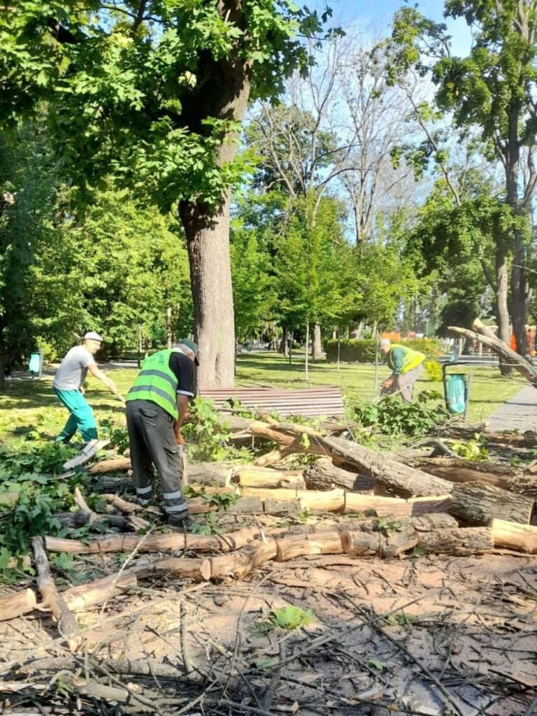 У Харкові в Молодіжному парку вночі впало велике дерево (фото)