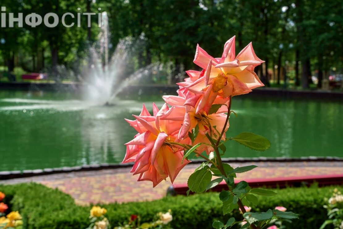 У червні Центральний парк зустрічає гостей розкішними трояндами