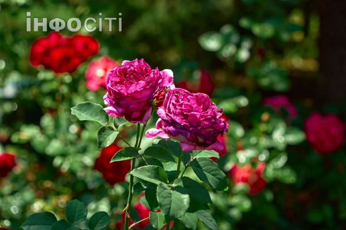 У червні Центральний парк зустрічає гостей розкішними трояндами (фото)