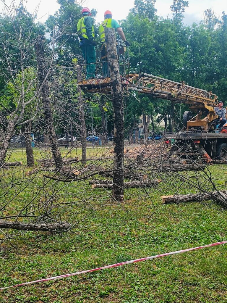 На бульварі Юр’єва у Харкові зрізають аварійні дерева (фото)