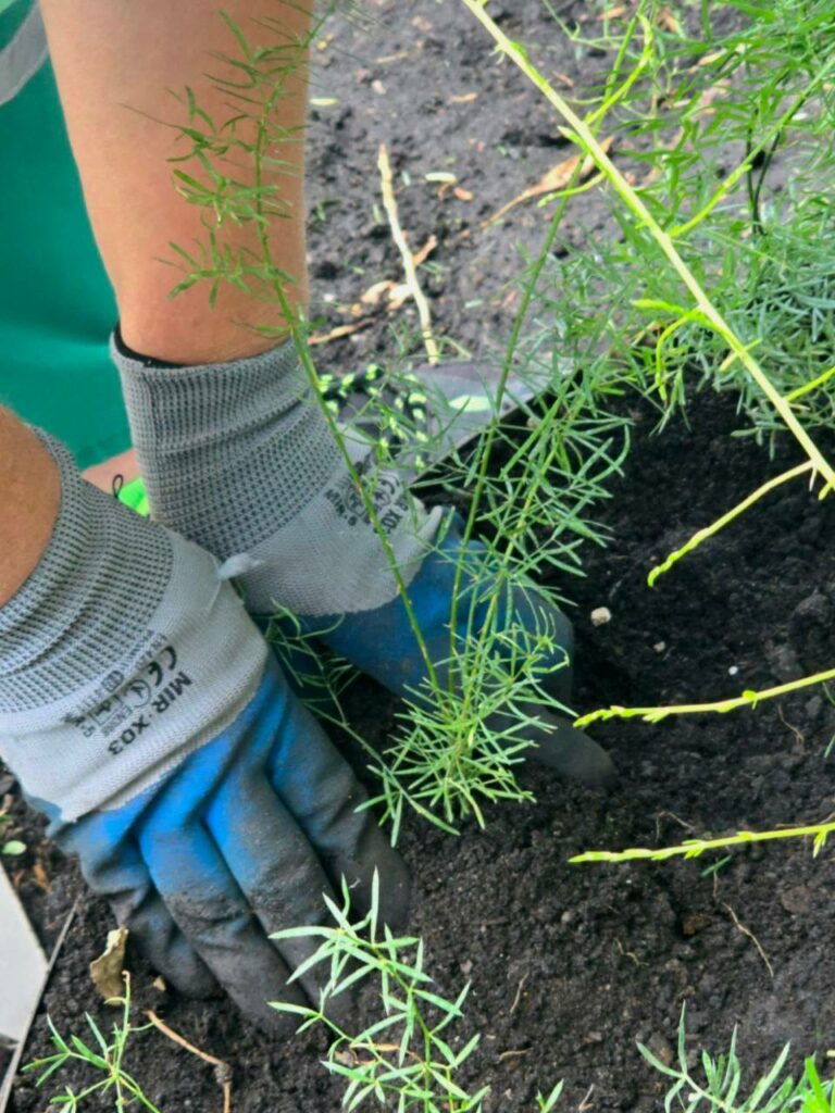 У центрі Харкова з’явилася нова квіткова композиція (фото)
