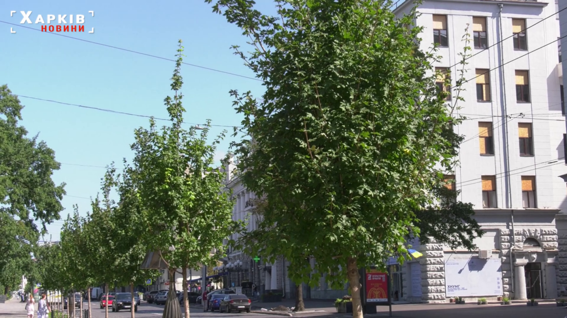 Чому саме польові клени висаджують на Сумській у Харкові