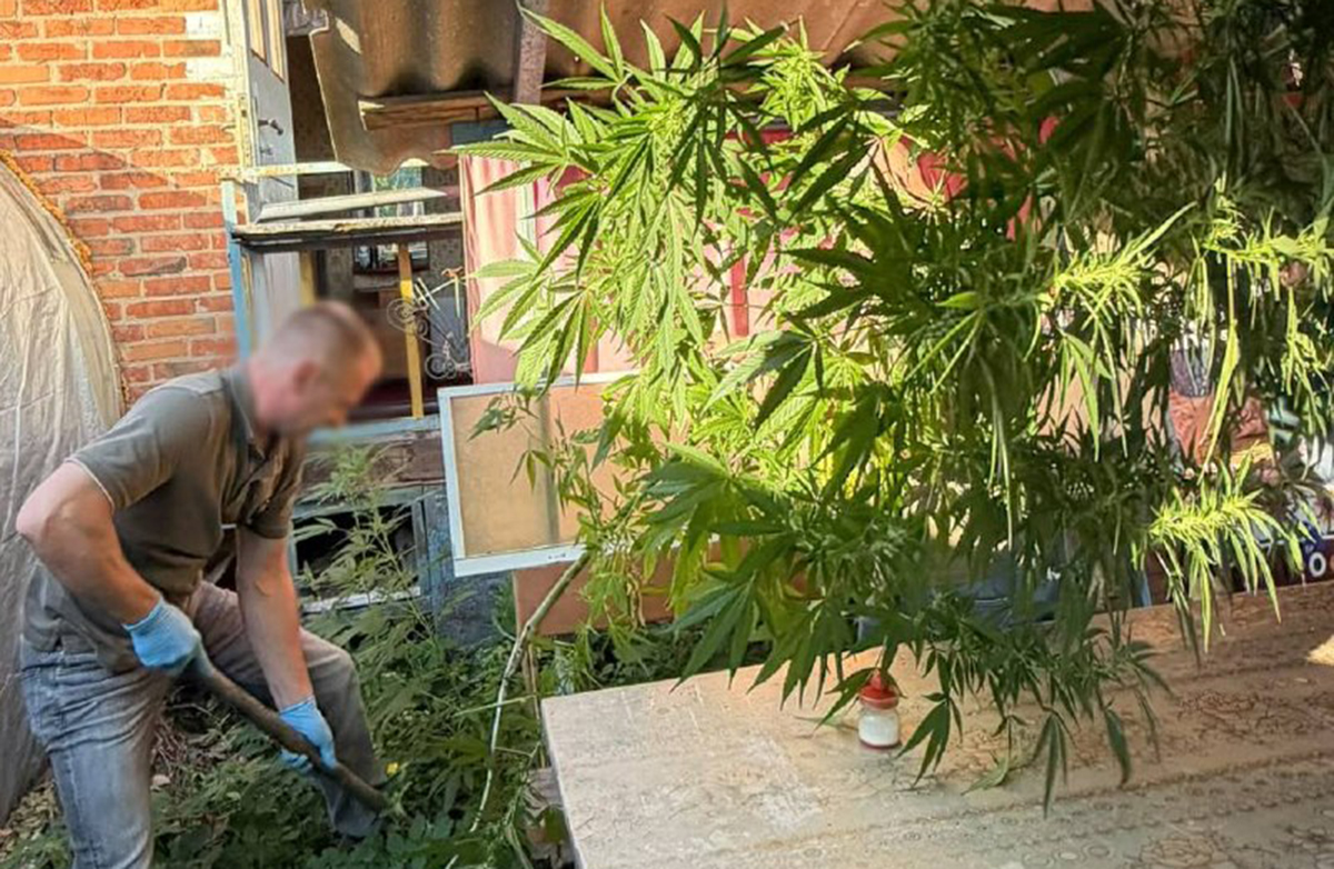 На Харківщині чоловік вирощував коноплі на власному подвір’ї