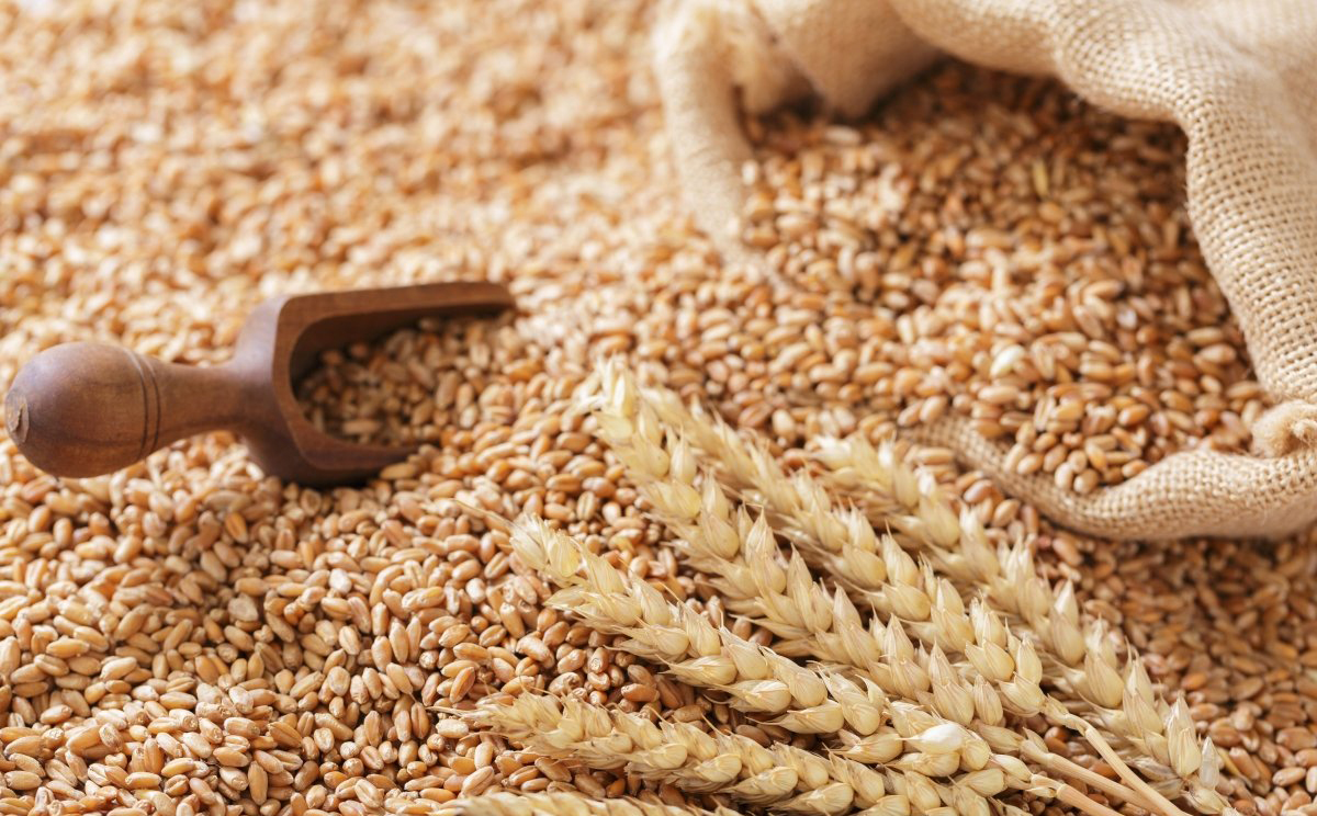 Україна експортувала 630 тисяч тонн агропродукції