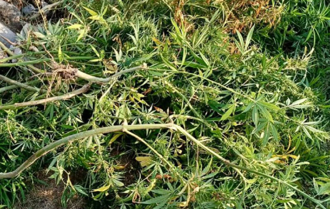 Поліцейські Харківщини вилучили 65 кущів конопель (фото)