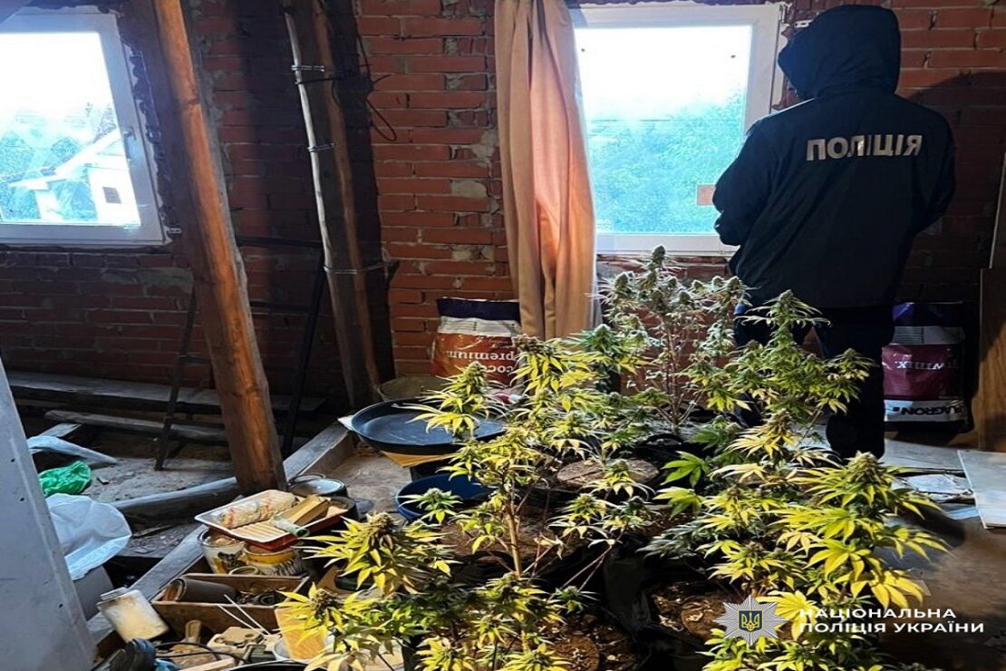 На Харьковщине викрили 50 осіб, причетних до незаконної культивації рослин коноплі