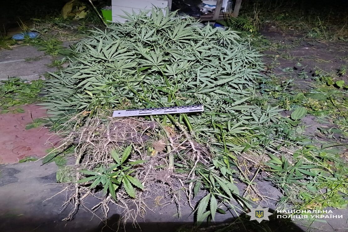 На Чугуївщині у чоловіка вилучили понад півтисячі нарковмісних рослин