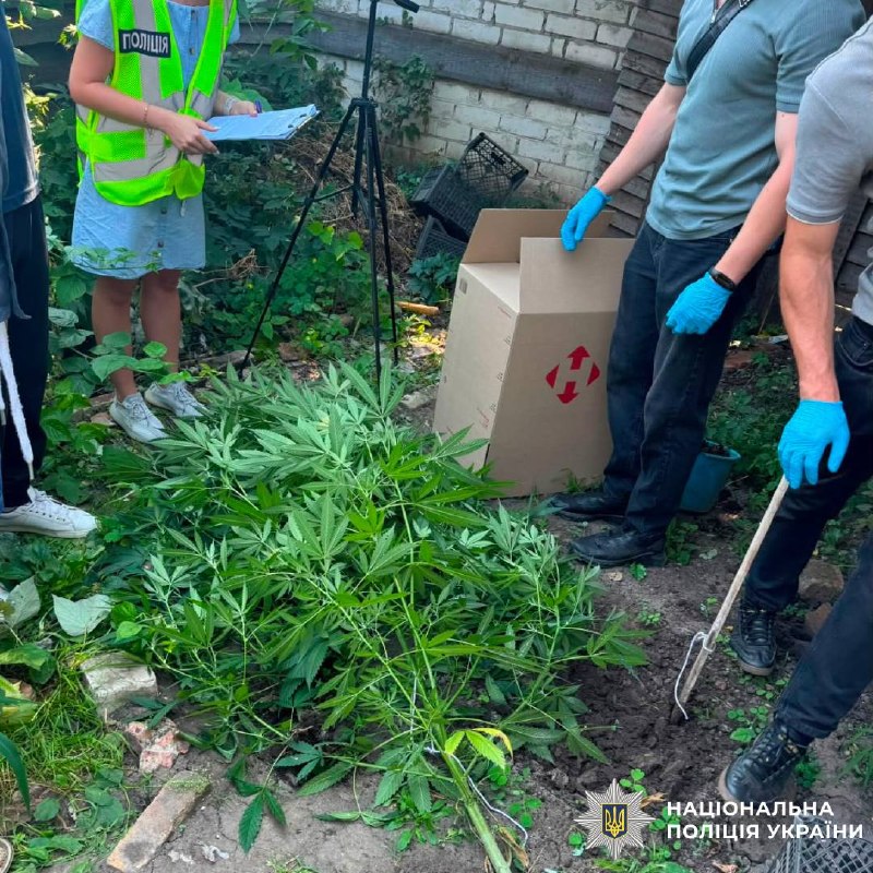 Харків’янка вирощувала коноплі на власному подвір’ї (фото)