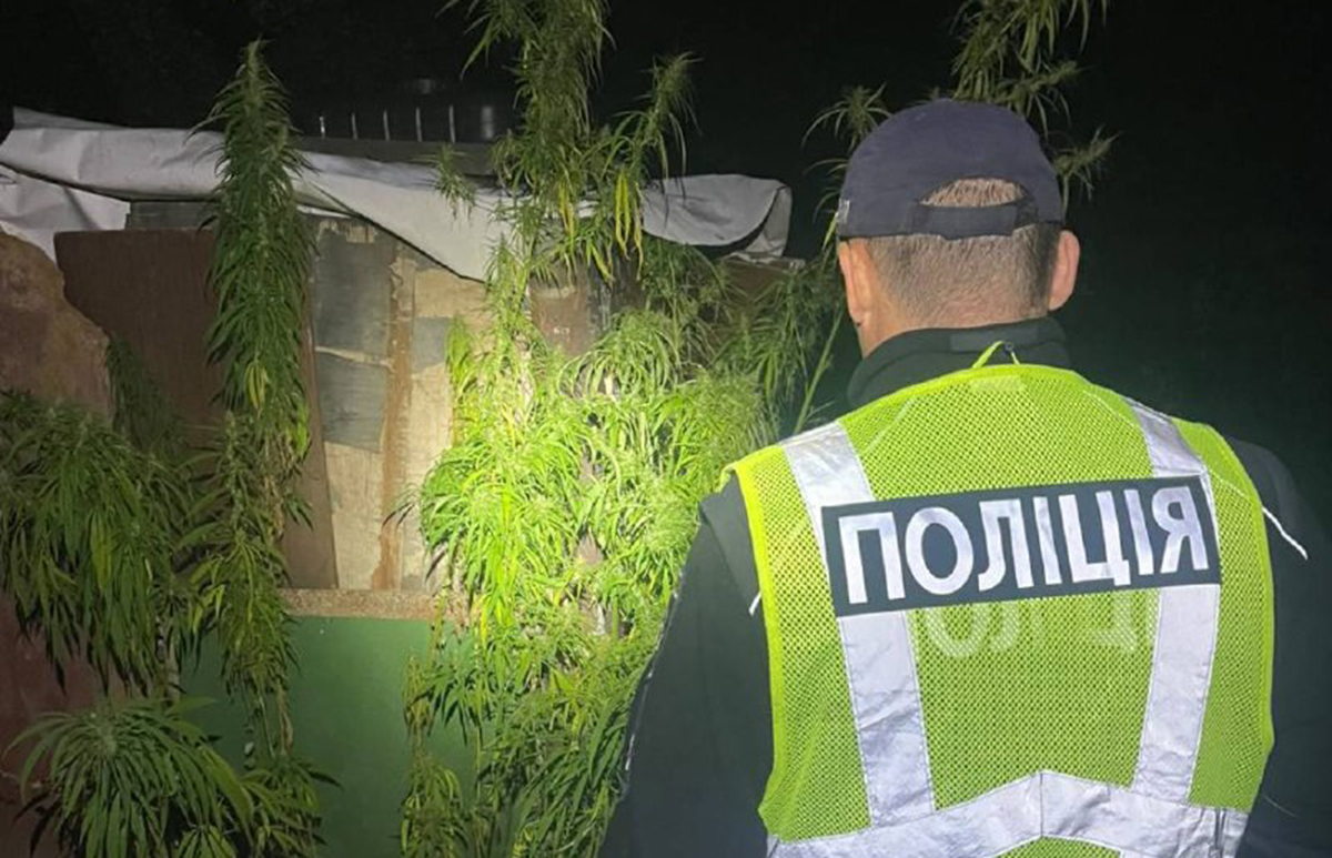 Мешканець Мерефи вирощував коноплі на власному подвір’ї