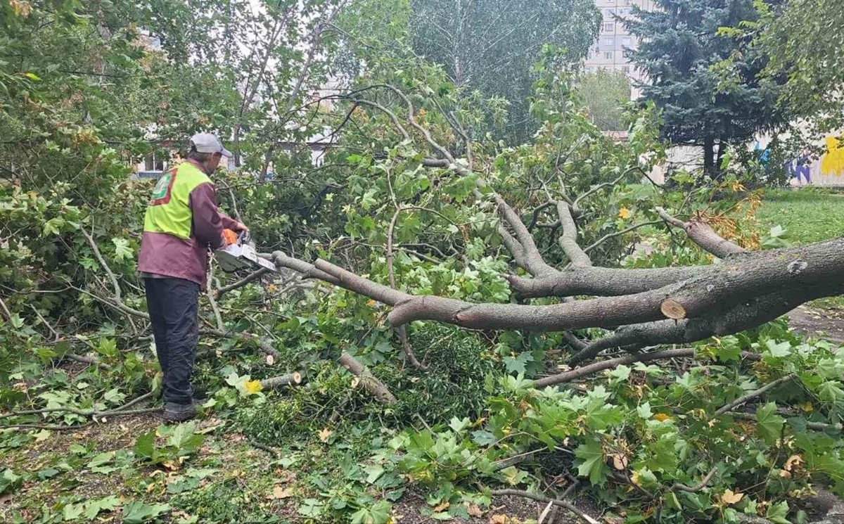 У Харкові через негоду впали понад 160 дерев