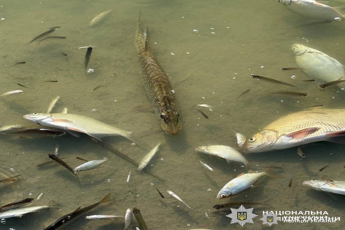 У водоймах Харківщини масово гине риба