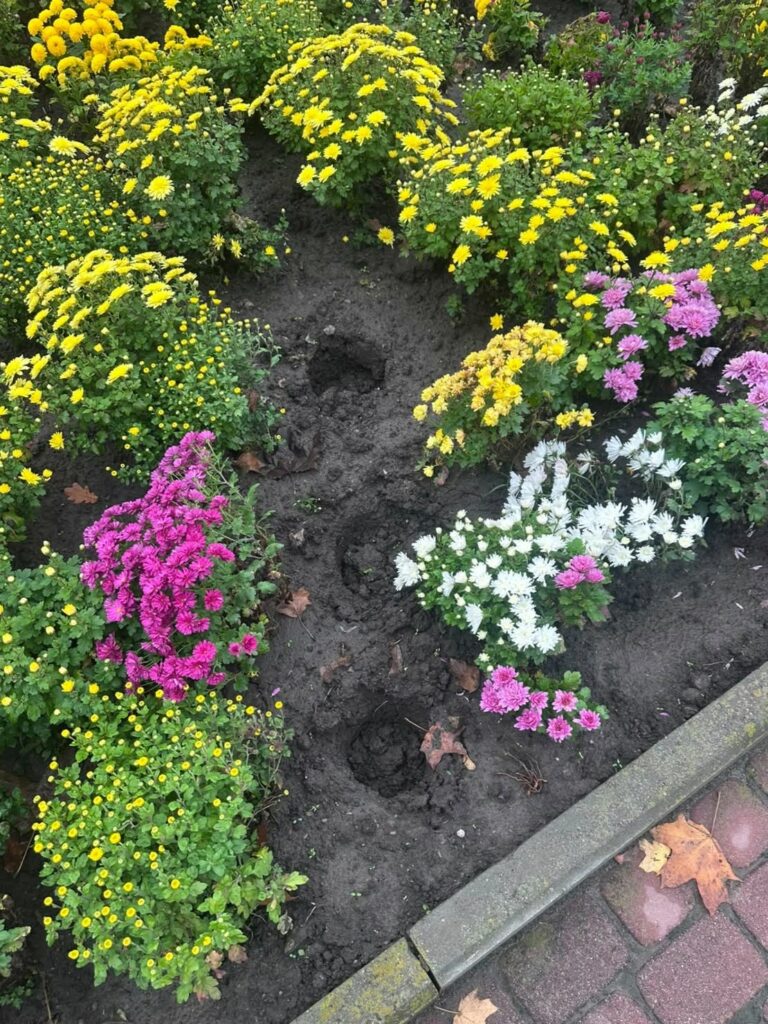 У Харкові активізувалися крадії квітів (фото)