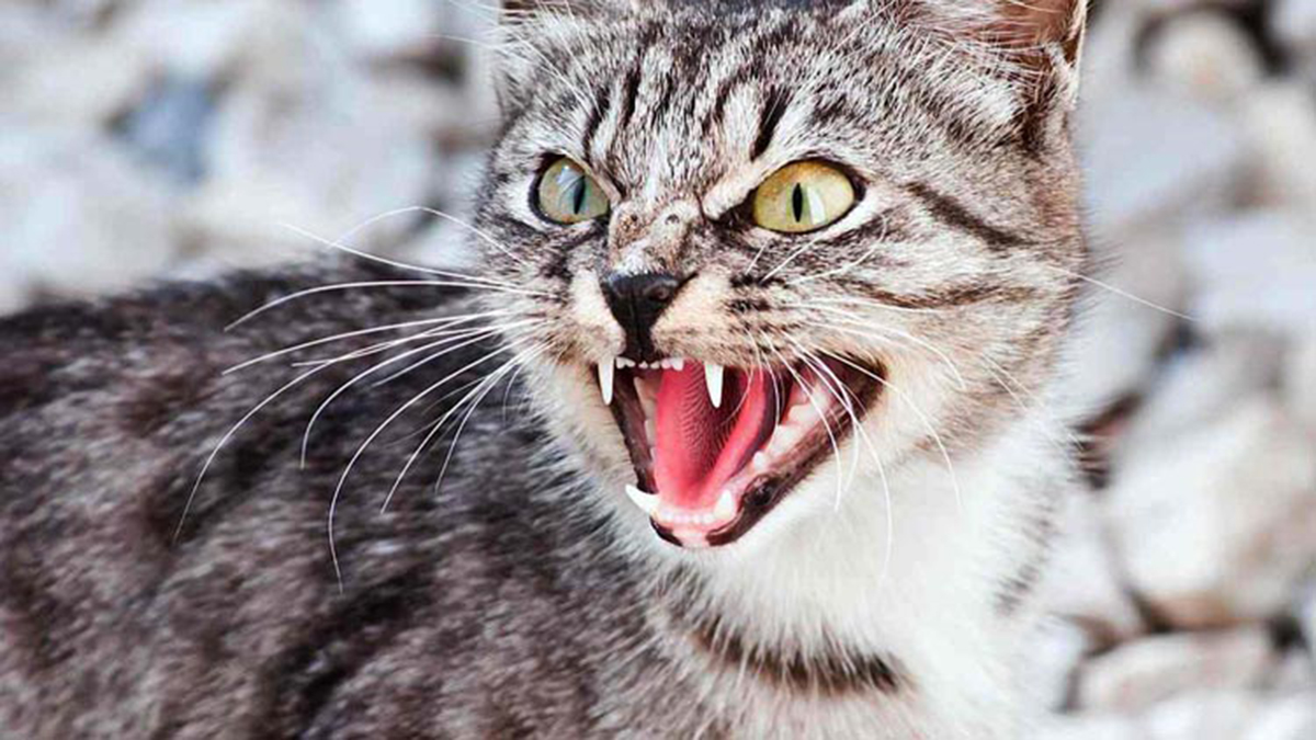 На Харківщині виявили сказ у двох домашніх котів